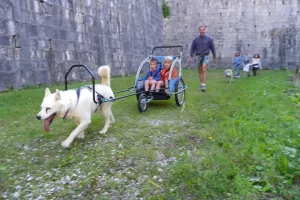 Cani rando et sulky familles
