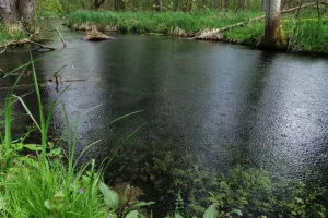 Journées du patrimoine 2026 : L'Ill*wald face au changement climatique
