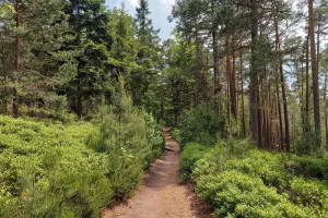 Balade Nature - Bain de forêt