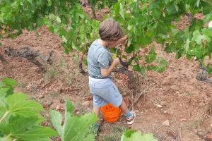 DE FERME EN FERME - NARBONNAIS, CORBIERES-MINERVOIS - CHÂTEAU DE SAINT ESTÈVE