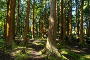 Balade en forêt