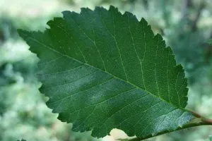 Reconnaissance des arbres en été, leurs vertus et propriétés