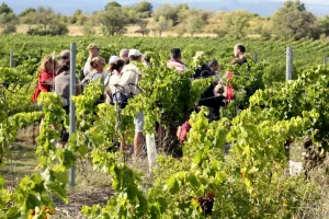 BALADES VIGNERONNES EN GRAND CARCASSONNE - CHÂTEAU L’AMIRAL