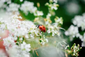 EXPOSITION "INSECTES, UNE EXTRAORDINAIRE DIVERSITÉ"