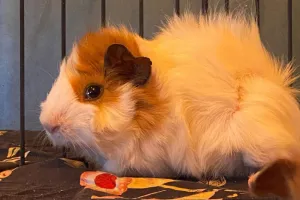 Atelier des p'tits curieux : "Immersion à la ferme : Une palette de couleur pour les lapins et cochons d'Inde!!"