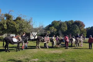Visite de la ferme des ânes