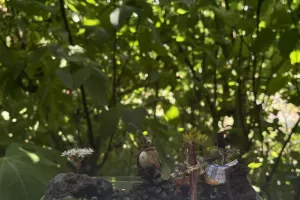 Atelier enfant 3-6 ans : Mini-jardin