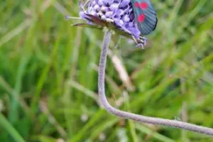 Rencontre animée par L. Troulier : Pollinisateurs, plantes mellifères et messicoles