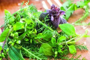 Atelier de transformation de plantes