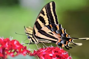 Printemps de la biodiversité - Sortie découverte des papillons du côteau de Légal