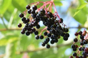 Jardinons ! Atelier "le sureau : recettes et vertus"