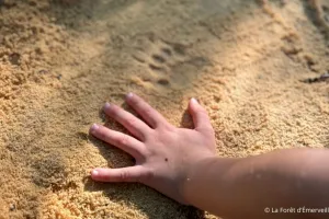 Découverte du pistage animalier