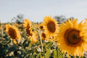 Fête de l'été à Saint Laurent sur Gorre