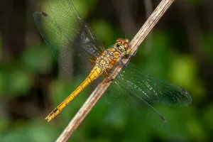 Explorons les insectes dans la nature