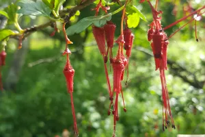 Animation nature · Visite et balade