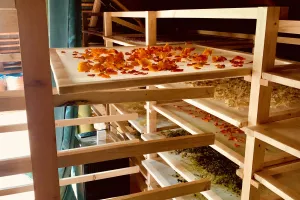 Atelier Herboristerie