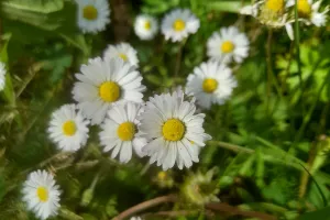 Fabrication de remèdes médicaux et tisanes