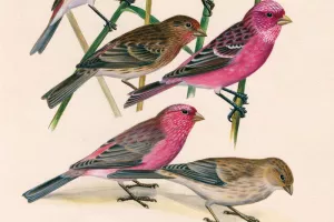 Dessins d'oiseaux, le trait talentueux d'Hermann Heinzel (au Muséum)