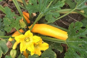 Découverte des jardins de notre ville par le public scolaire