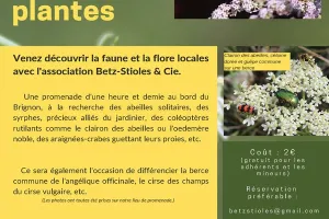 Sortie Insectes et Plantes