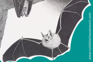 Nuit de la chauve-souris à Boscodon