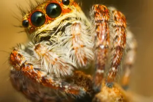 Découverte des araignées avec la Maison de la Loire