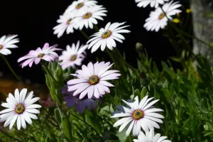 Marché aux plants - fleurs