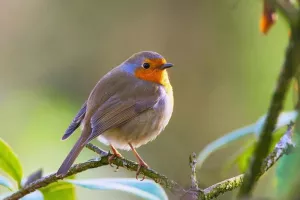 Sortie : Les oiseaux du Ballon d'Alsace