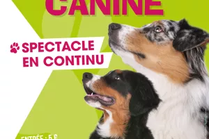 Exposition canine