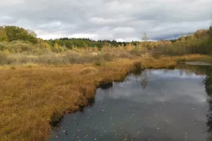 Sortie nature : Les Tourbières du Limousin et l'étang Bourdeau