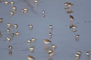Observations des oiseaux et des phoques