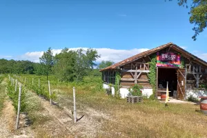 Découverte des vins landais