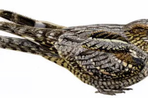 Tourbière des Dauges : le crapaud volant téteur de chèvres