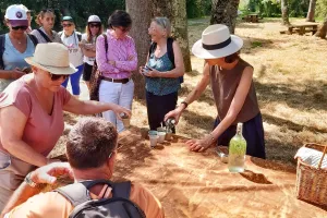 Les découvertes de Monta : Plantes sauvages et comestibles ( marais de la perge )