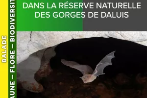 ALPES AZUR MERCANTOUR - Nuit de la chauve-souris dans la réserve naturelle des Gorges de Daluis