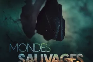 La Nuit de la Chauve-souris