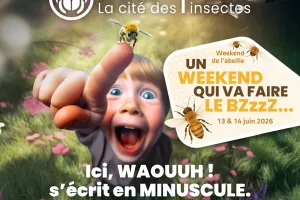Fête de l'Abeille - Micropolis