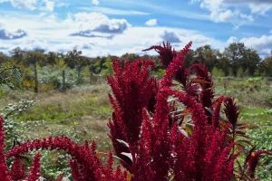 Abriter la biodiversité dans son jardin
