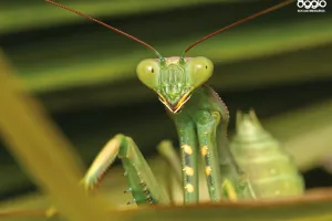 Atelier - Les insectes et leurs super-pouvoirs