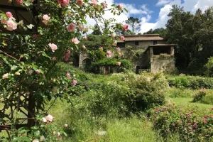 Jardin de roses au fond du vallon sauvage