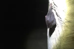 Nuit de la Chauve-Souris au viaduc de Rocherolles