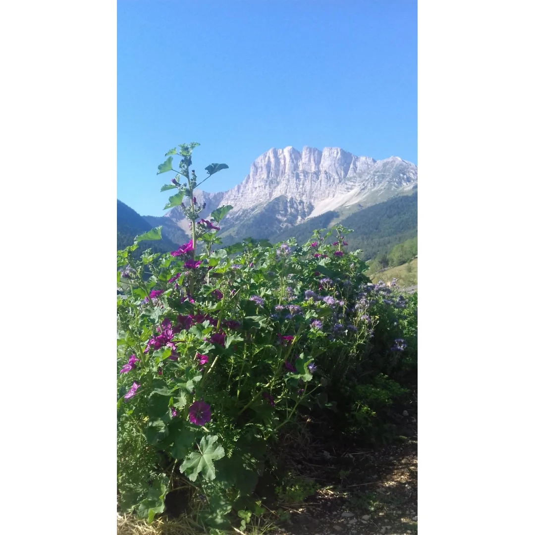 NATURELLEMENT COSMETIQUES